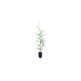 Carolina Sapphire Cypress Tree | 20 Live Plants | Beautiful Evergreen Low Maintenance Cold Hardy Privacy Screen