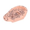 6.7in Ear Acupuncture Model Silicone Engraving Ear Massage Acupuncture Model