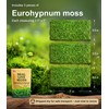 Live Moss – Eurohypnum Moss (3 Sheets, Each Approx. 3.5"x7")