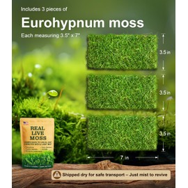 Live Moss – Eurohypnum Moss (3 Sheets, Each Approx. 3.5"x7") for Terrariums, Moss Gardens, Potted Plants & Natural Decor – Naturally Grown, Reusable, Not Artificial