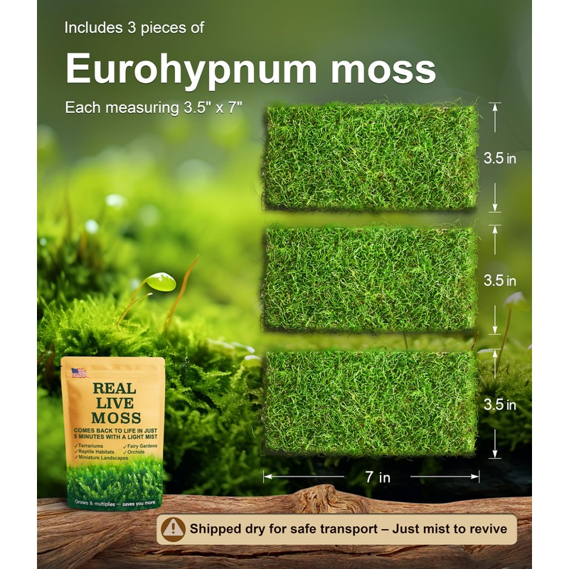 Live Moss – Eurohypnum Moss (3 Sheets, Each Approx. 3.5"x7")