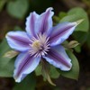 50 Pcs Mixed Purple Clematis Seeds - Perennial Heirloom Non-GMO