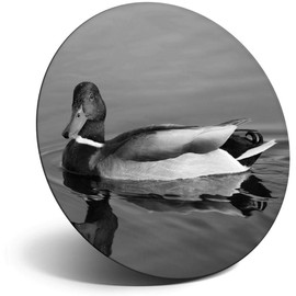 Destination Vinyl ltd Magnet for Refrigerator, Fridge BW - Cute Swimming Mallard Duck for Office, Cabinet and Whiteboard, Magnetic Stickers, 36152