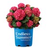 1 Gallon Endless Summer Hydrangea Summer Crush Shrub