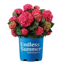 1 Gallon Endless Summer Hydrangea Summer Crush Shrub
