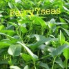 Fairy7Seas Thai Water Spinach SEEDS, Green Stem ChingQuat, KongXinCai,Ong -