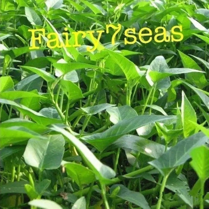 Fairy7Seas Thai Water Spinach SEEDS, Green Stem ChingQuat, KongXinCai,Ong -