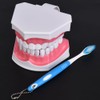 Dental Teaching Teeth Model with Toothbrush Children Education Teeth Brushing