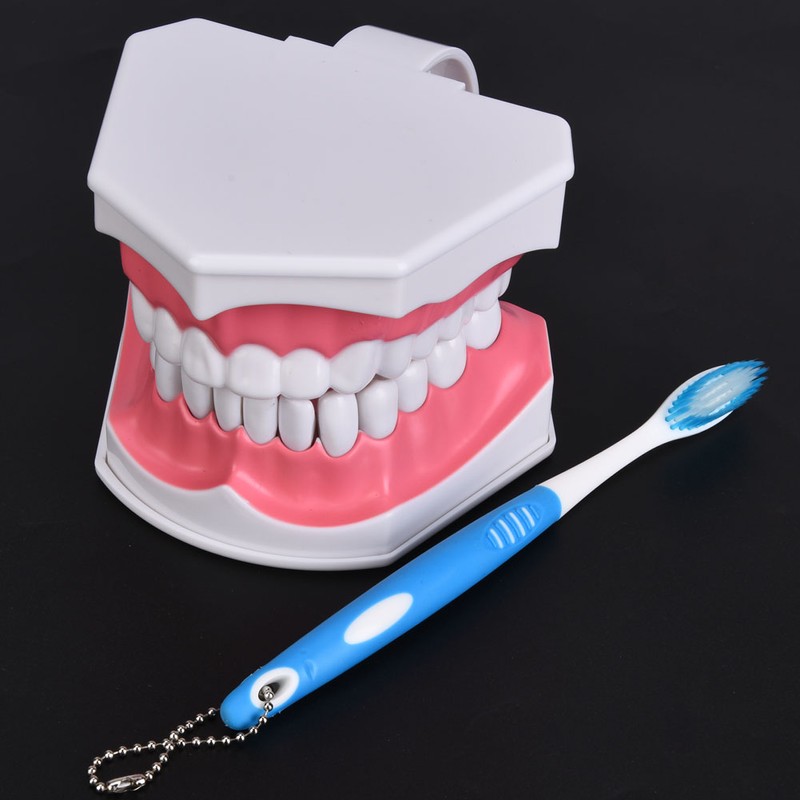 Dental Teaching Teeth Model with Toothbrush Children Education Teeth Brushing