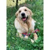 Nuts For Knots "Twist-Tee" 2 Knot Tugger Cotton Dog Toy
