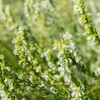 Outsidepride 500 Seeds Perennial White Hyssop Herb Garden Seeds for