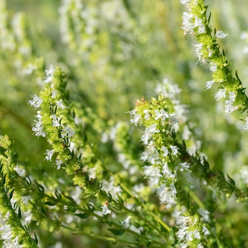 Outsidepride 500 Seeds Perennial White Hyssop Herb Garden Seeds for