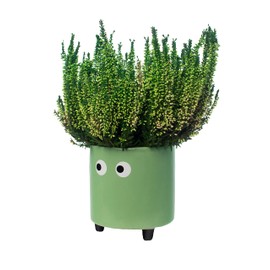 Fisura - Original Flower Pot Eye Design. Decorative Indoor Planter. Pot with Legs for Cactus. Green Ceramic Pot for Flowers and Succulents. Dimensions: 13cm x 12,5cm.