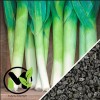 Mai's Family LLC Large American Flag Leek Seeds | Non-GMO