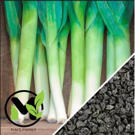 Mai's Family LLC Large American Flag Leek Seeds | Non-GMO | - 500