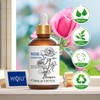 HIQILI Rose Essential Oil 1 Fl Oz, 100% Natural Therapeutic