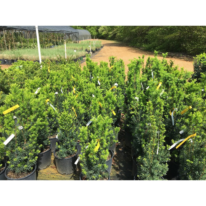 Hicks Yew (Taxus x Media 'Hicksii')