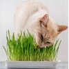 Seeds4planting - Seeds Cat Grass Complex Vitamin Non GMO Heirloom