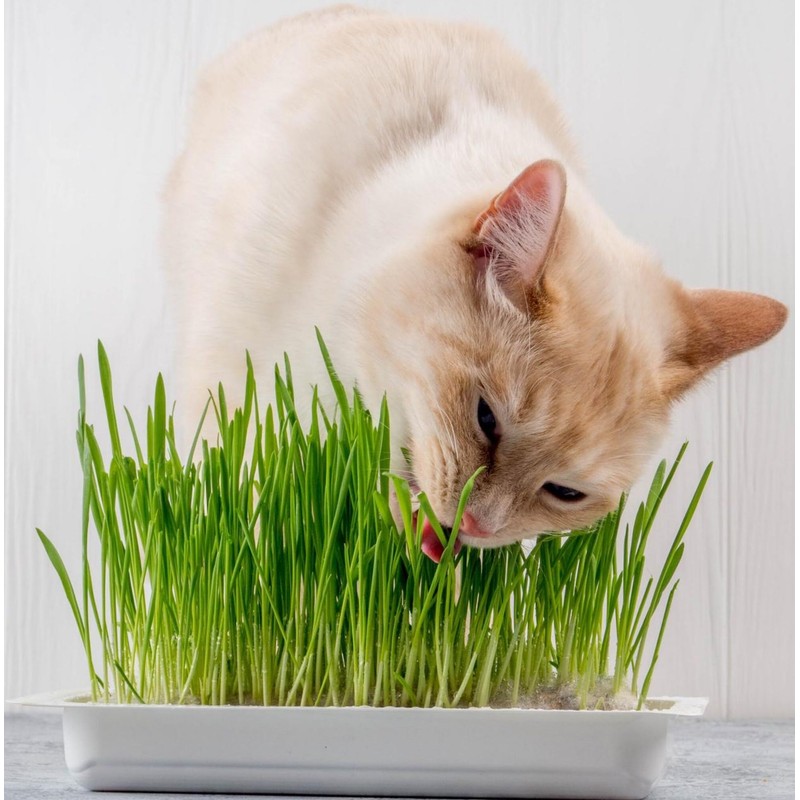 Seeds4planting - Seeds Cat Grass Complex Vitamin Non GMO Heirloom