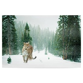 artboxONE Poster 30 x 20 cm Nature Animals Persian Leopard Picture Persian Leopard Snow