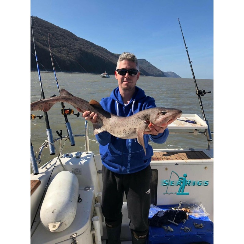 Conger Rigs/Traces x3 80lb Asso Mono, 6/0 Carbon Steel Circle