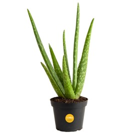Costa Farms Aloe Vera (2 Pack), Live Succulent Plants, Easy to Grow Indoor Houseplants in Plant Pot, Air Purifiers in Potting Soil, Room, Home, and Office Décor, Housewarming Gift, 12-Inches Tall