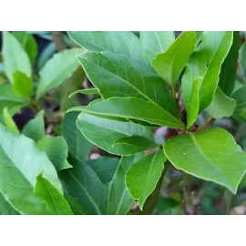 Unbranded 100 HOJAS DE LAUREL  FRESCAS ORGANICAS-100 ORGANIC FRESH BAY LEAVES
