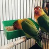 18 comederos de plástico para pájaros, jaulas de alimentos colgantes
