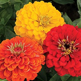 Park Seed Zinnia Park's Fiesta Mix, Includes 100 Seeds in a Pack