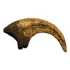 Deinonychus Raptor Dinosaur Claw Replica Museum Quality Cast Fossil Specimen