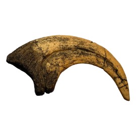 Deinonychus Raptor Dinosaur Claw Replica Museum Quality Cast Fossil Specimen