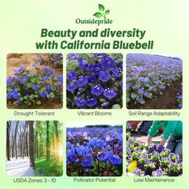 Outsidepride California Bluebell Wildflower Seeds - 5000 Pcs Annual, Hardy, Easy-to-Grow, & Pollinator-Friendly Phacelia Campanularia Flower Seeds for Planting Vibrant Blue Blooms in Summer Gardens