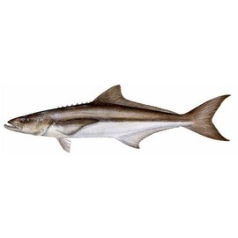 Cobia Decal