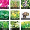 Yamada Apiary seasonal product "pollen herb" 180 grains