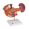 3B Scientific K22/2 Rear organs of the upper Abdomen -