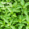 Thai Basil Seeds - Bulk Herb Seeds for Growing Microgreens,
