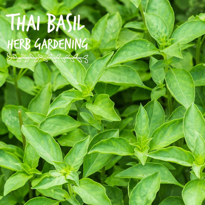 Thai Basil Seeds - Bulk Herb Seeds for Growing Microgreens,