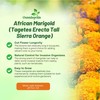 Outsidepride Tall Sierra Orange African Marigold Seeds for Planting -