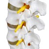 Science Resource S08530 Medical Grade, Articulated Lumbar Spinal Column |
