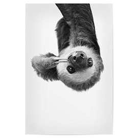 artboxONE Poster 30 x 20 cm Animals Little Sloth - Picture Black and White Black and White Cute