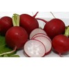 Seeds Radish Red Ball 22 Day Heirloom Vegetable for Planting