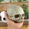 Corkwaw Aquarium Decor Resin Artificial Head Skeleton Decoration - Aquarium