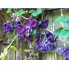 mightyoaktreenursery.com 6 scion cuttings of Akebia Quinata (aka Chocolate Vine)