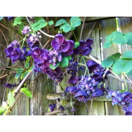 mightyoaktreenursery.com 6 scion cuttings of Akebia Quinata (aka Chocolate Vine)