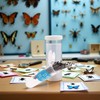 100 Pcs Insect Pins Specimen Pins Stainless Steel with Plastic