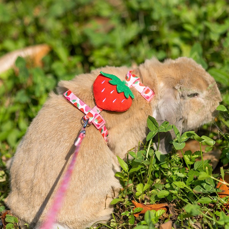 ORZECHKO Rabbit Harness and Leash - Adjustable Bunny Harness Escape