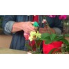 Miracle-Gro Orchid Plant Food Mist Rtu3