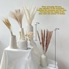 50PCS Natural Dried Pampas Grass Contains Bunny Tails Dried Flowers,