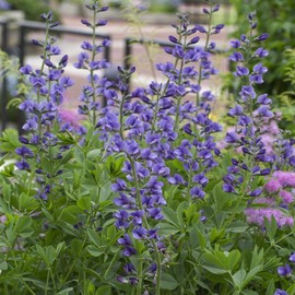 Outsidepride False Indigo - 100 Seeds
