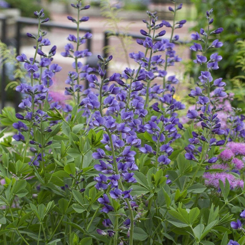 Outsidepride False Indigo - 100 Seeds